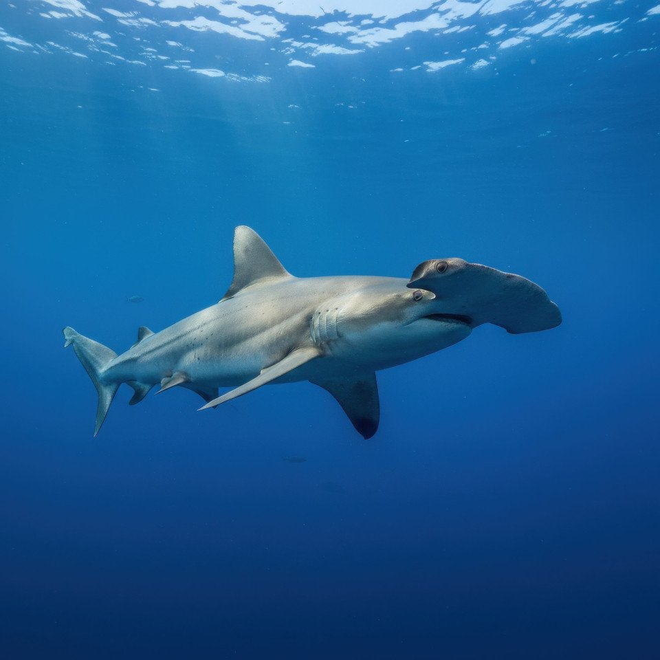 Hammerhead shark in open ocean waters google gemini prompt